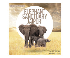 Elephant Sanctuary Jaipur A Memorable Experience for Travelers