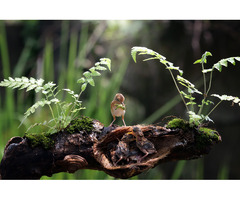 Carbon Neutral Meenangadi Kerala