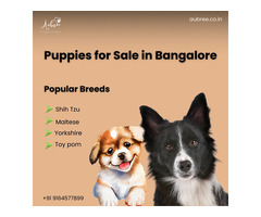 Yorkshire Terrier Puppies for Sale in Bangalore – Premium, Healthy Yorkies from Aubree.co.in